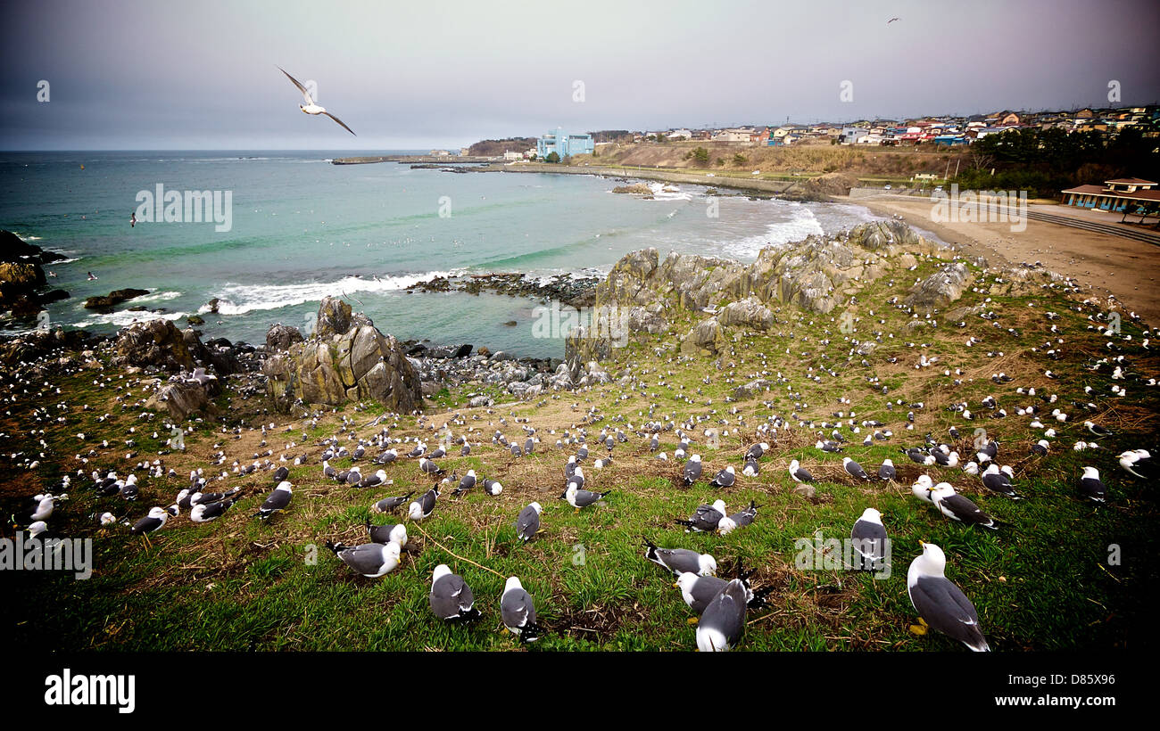 Colonies of Black-tailed gulls at Kabushima Shrine, Hachinohe Stock Photo
