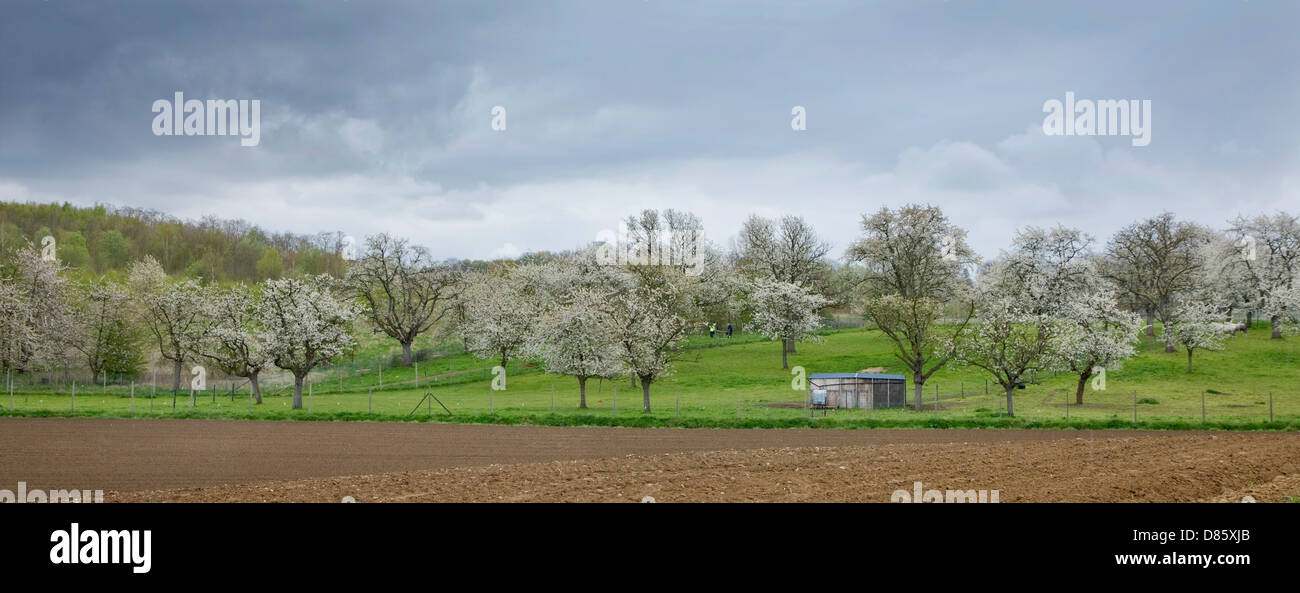 Orchard with cherry trees blossoming (Prunus avium) in spring, Haspengouw, Belgium Stock Photo