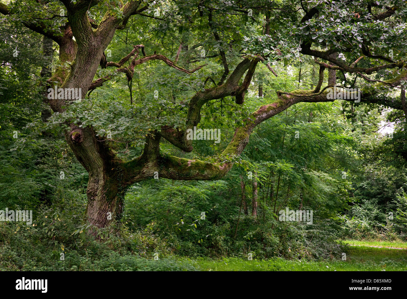 Old English oak / pedunculate oak / French oak (Quercus robur) in forest Stock Photo