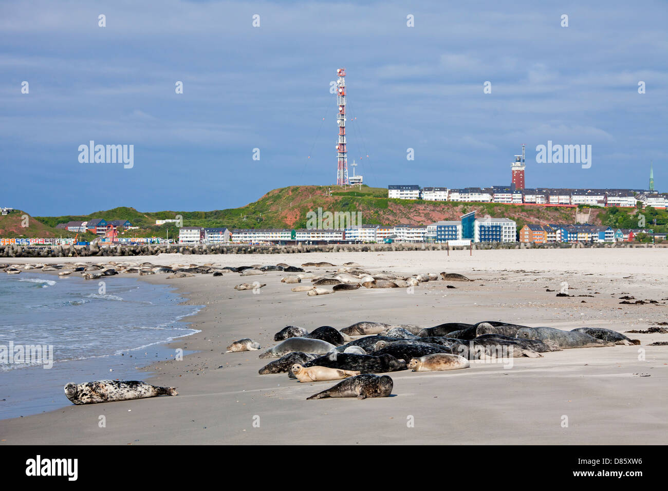 Grey seals / gray seal (Halichoerus grypus) colony resting on beach at Helgoland / Heligoland, Wadden Sea, Germany Stock Photo
