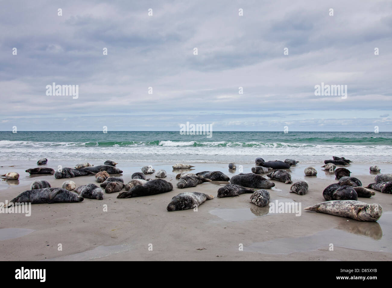 Grey seals / gray seal (Halichoerus grypus) colony resting on beach along the North Sea coast Stock Photo