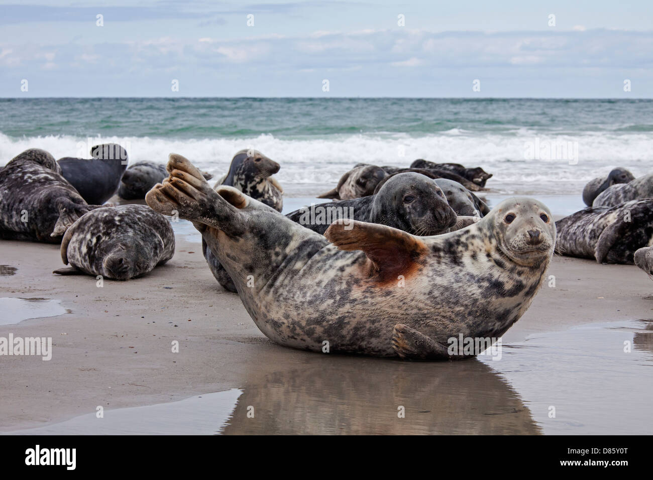 Grey seals / gray seal (Halichoerus grypus) colony resting on beach along the North Sea coast Stock Photo