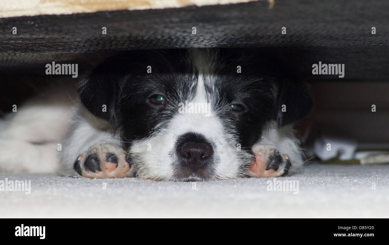 A Jackahuahua puppy dog hiding under a sofa settee Stock Photo Alamy