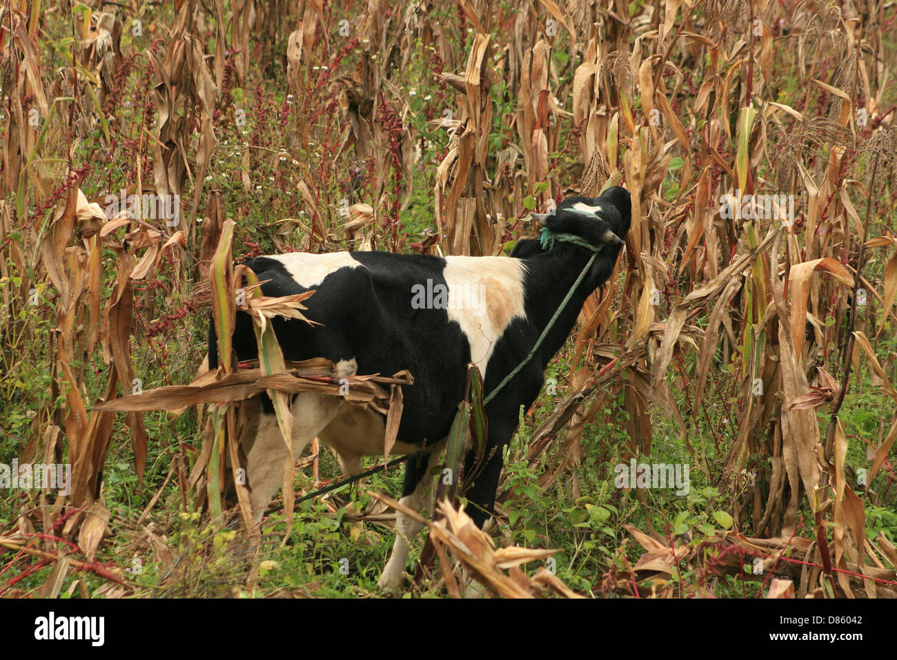 A Holstein Bull eating stalks of corn in a farmers field in Cotacachi, Ecuador Stock Photo