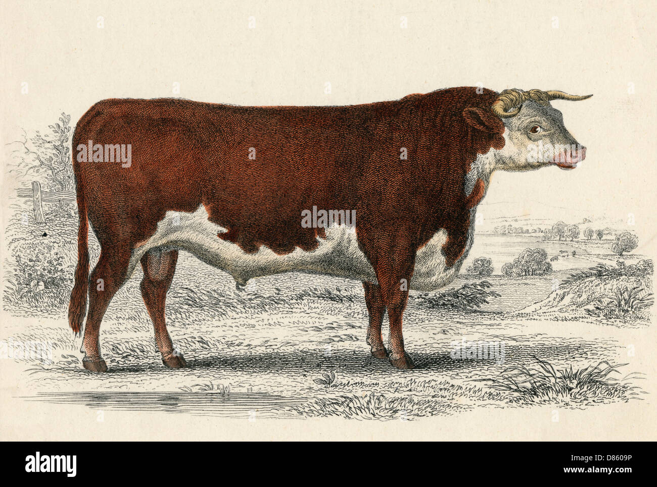A Hereford or Herefordshire Bull Stock Photo - Alamy