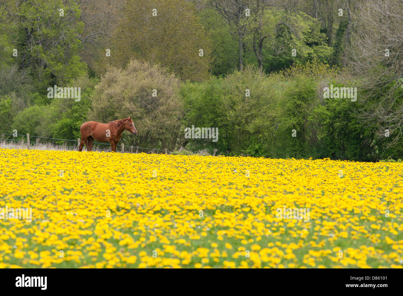 Horse in a field of dandelions. Hesteyri Horses, Forest of Dean
