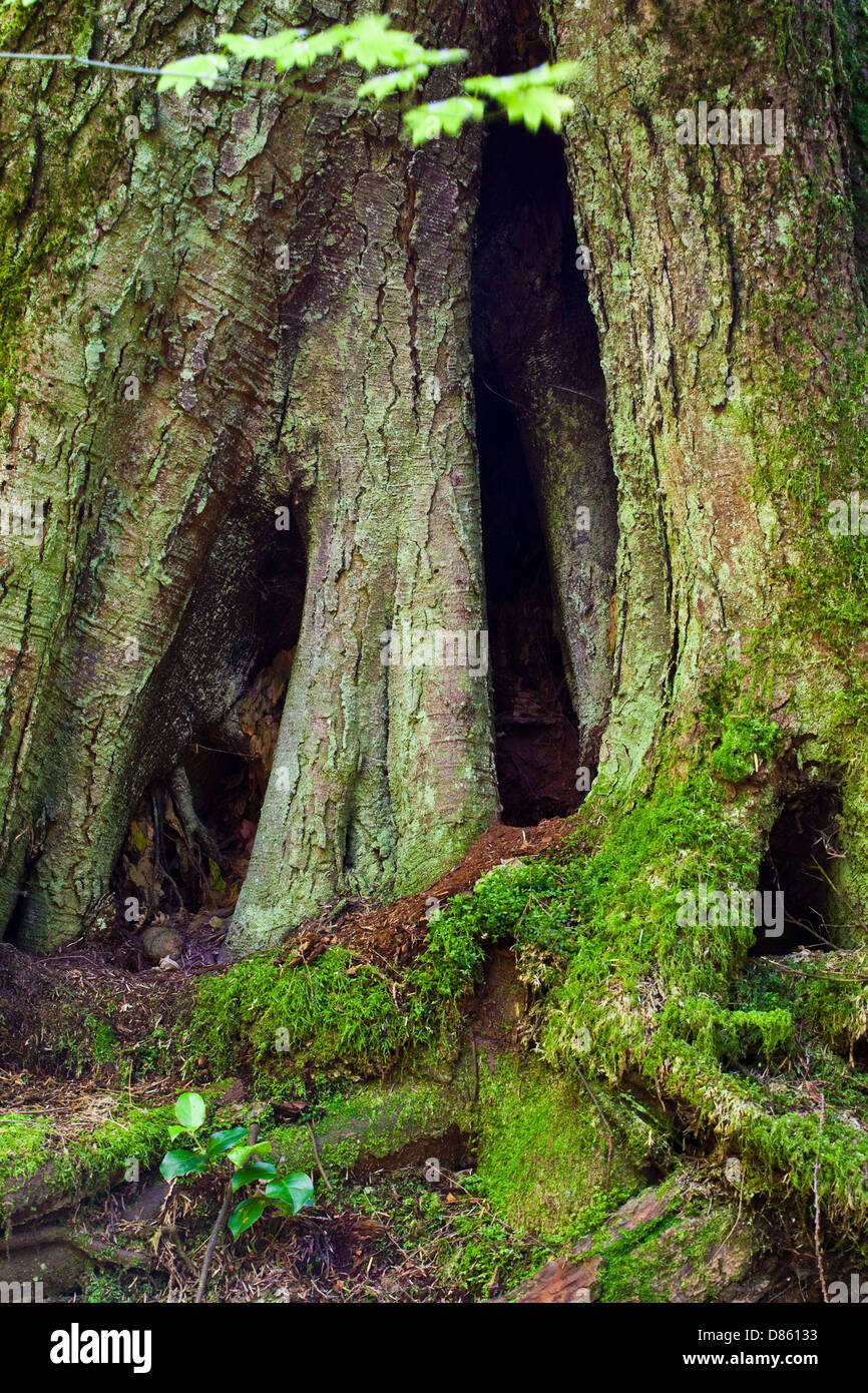 Fir tree roots hires stock photography and images Alamy