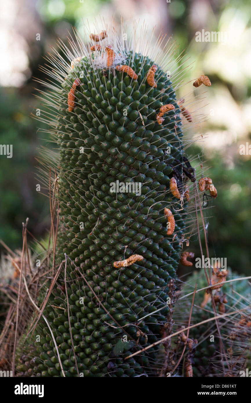 green cactus close up Stock Photo