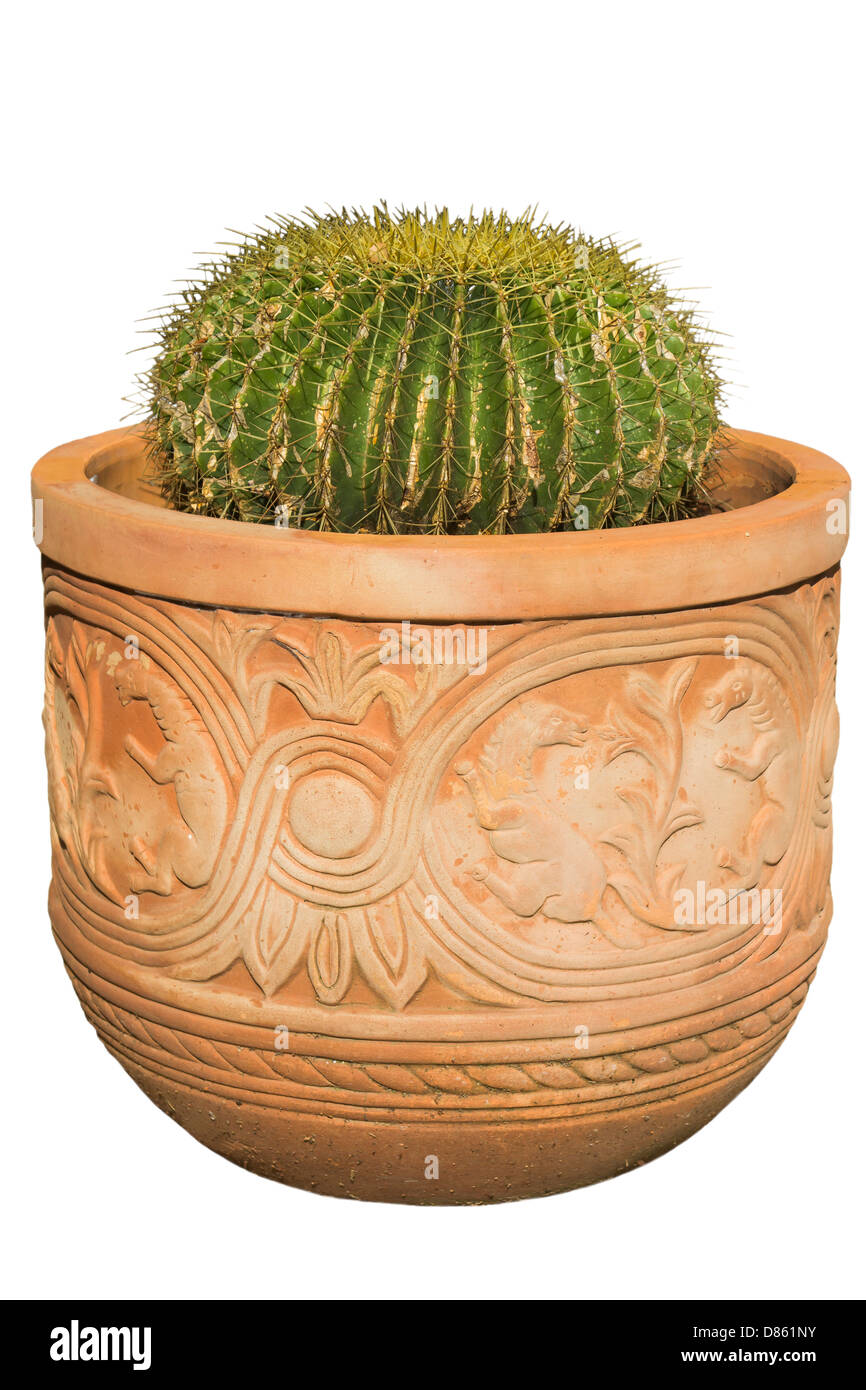 cactus in a pot on a white background Stock Photo