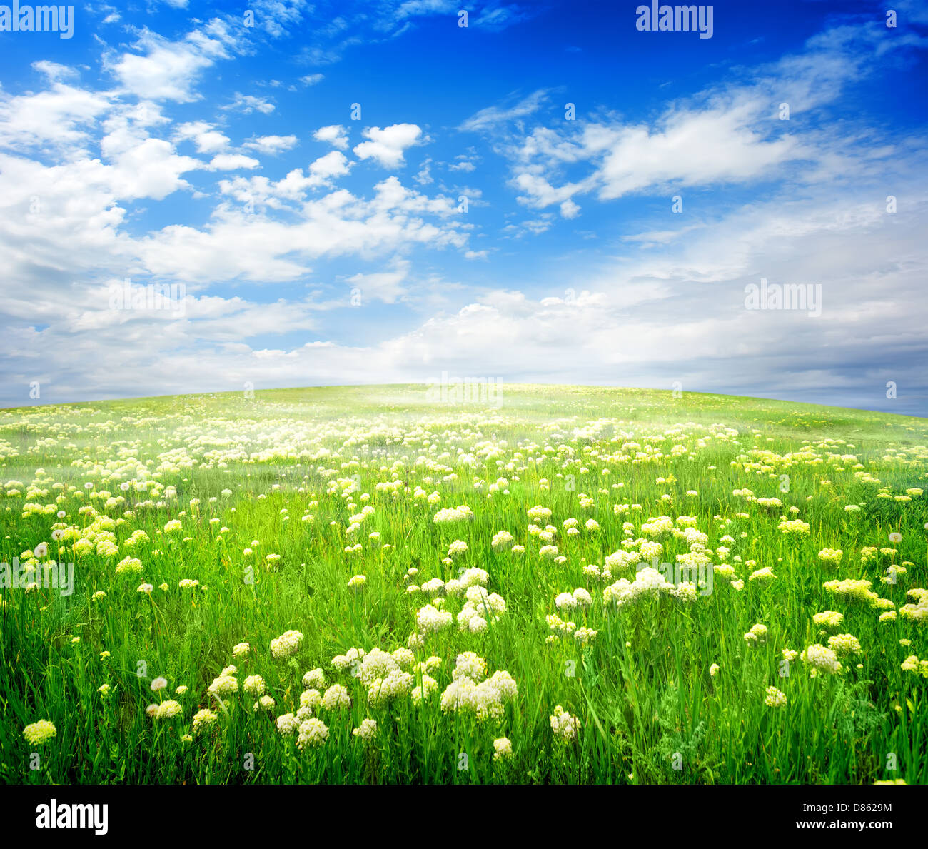 Field of white flowers on a sunny day Stock Photo Alamy