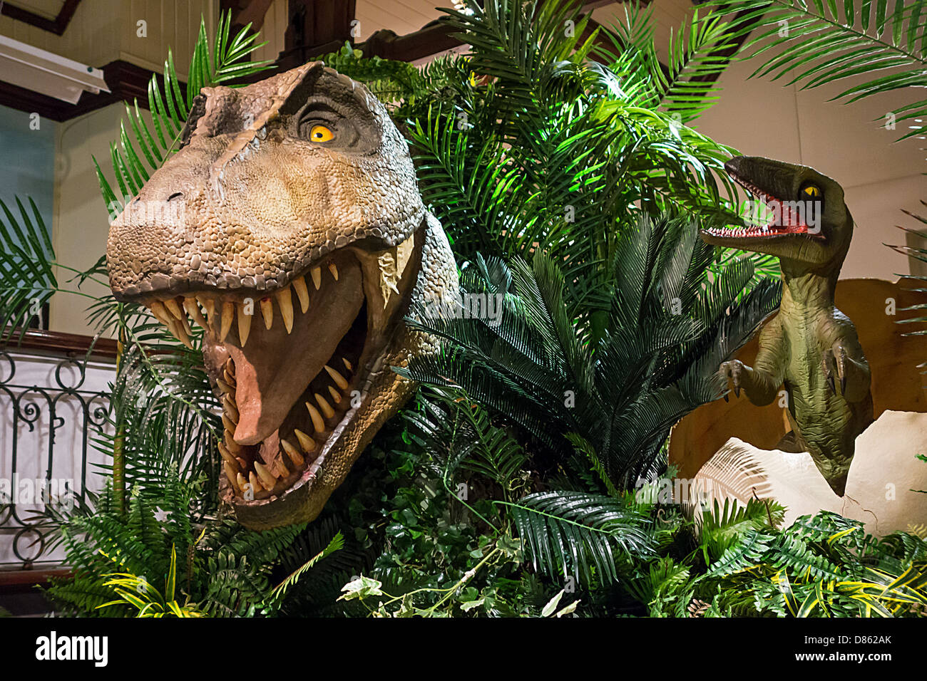 T Rex Museum High Resolution Stock Photography and Images - Alamy
