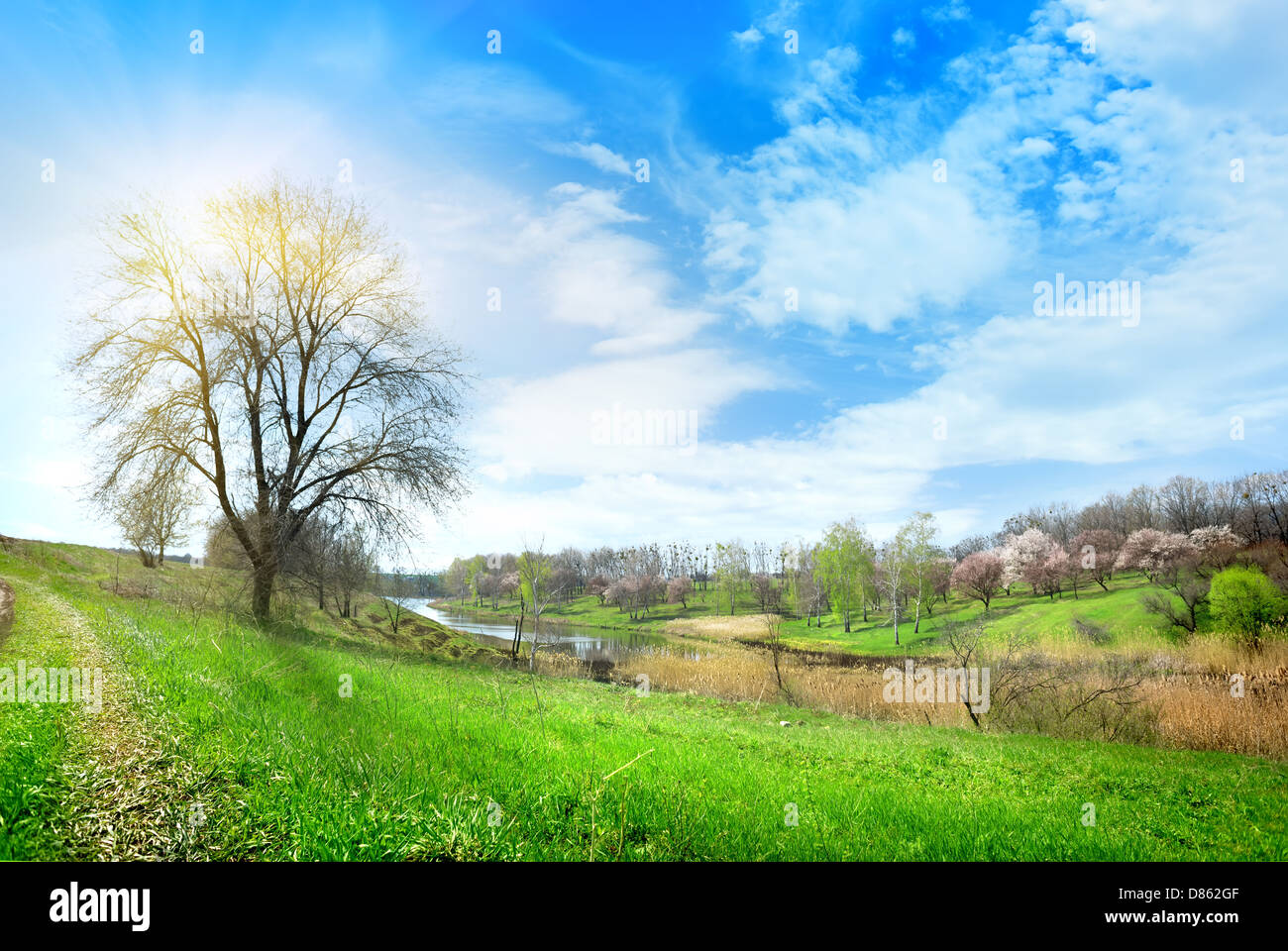 Tree and lake in the afternoon on a background of blue sky Stock Photo