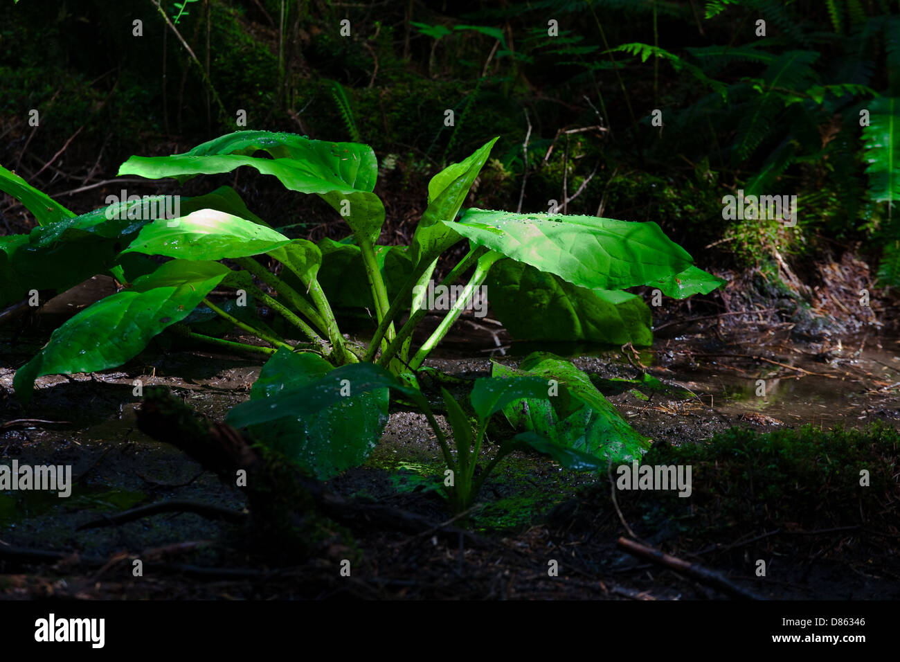 Shaft of sunlight shining on Skunk Cabbage leaves, with water droplets Stock Photo