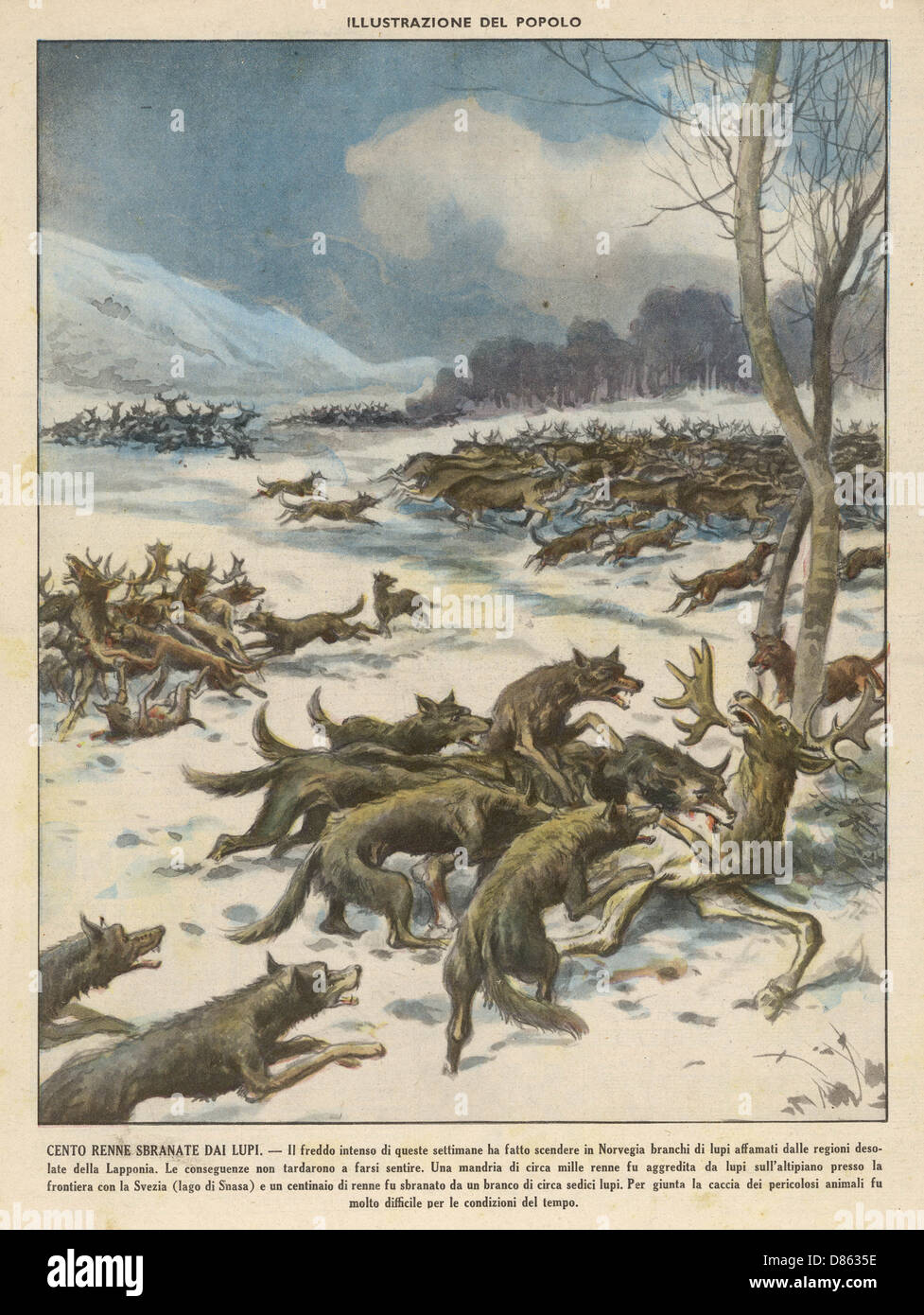 Wolves attacking reindeer herds in Norway Stock Photo