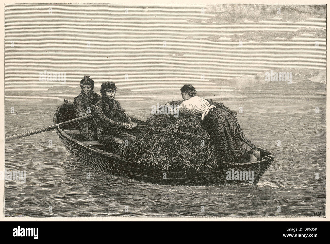 Harvesting kelp Stock Photo