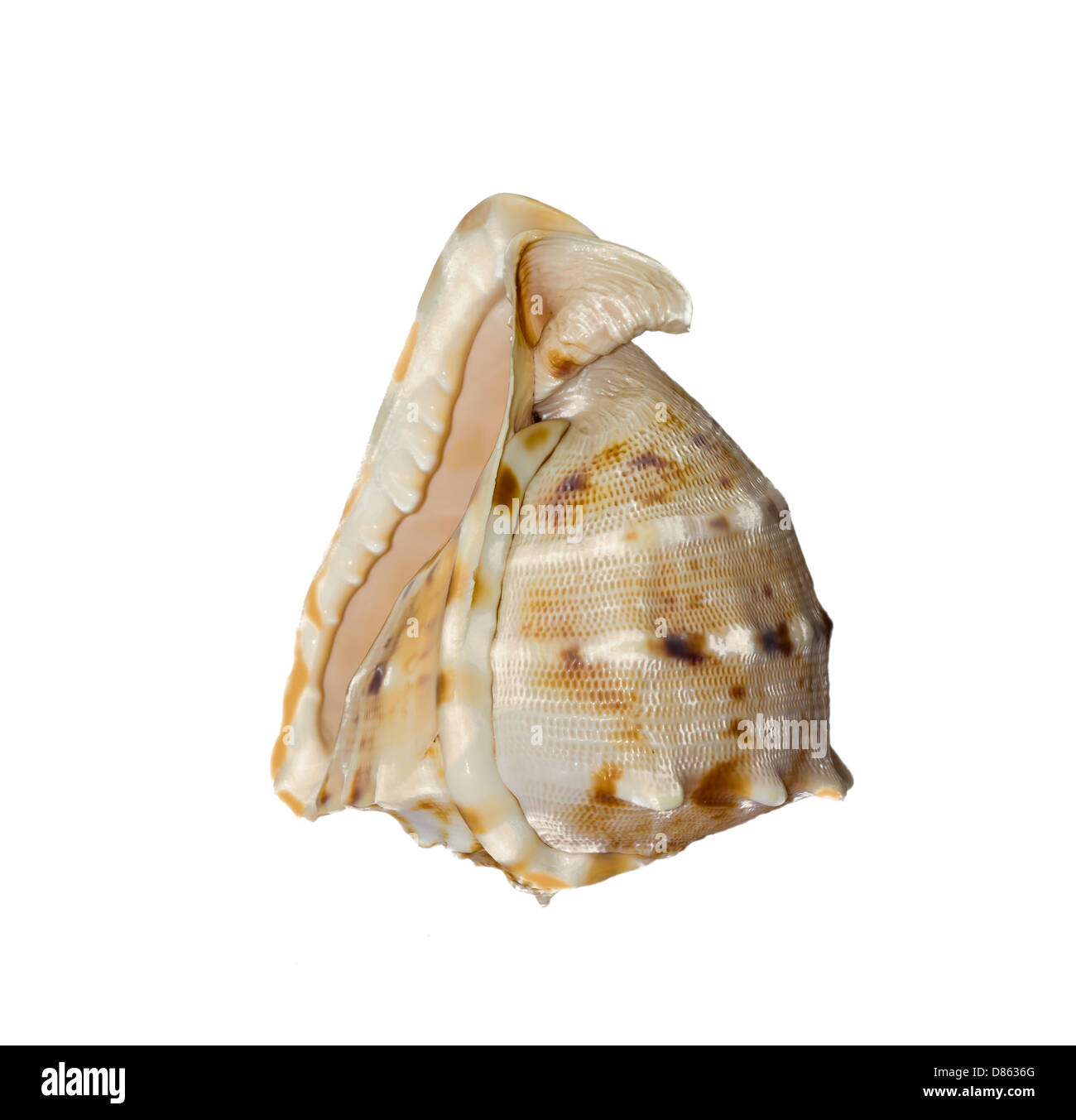 Seashell nice souvenir or gift Stock Photo Alamy