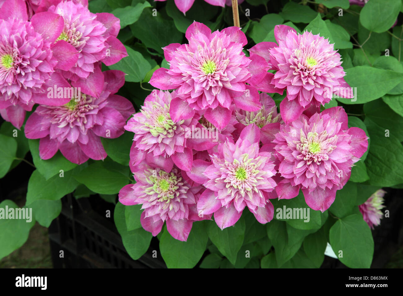 Clematis kaiser hires stock photography and images Alamy