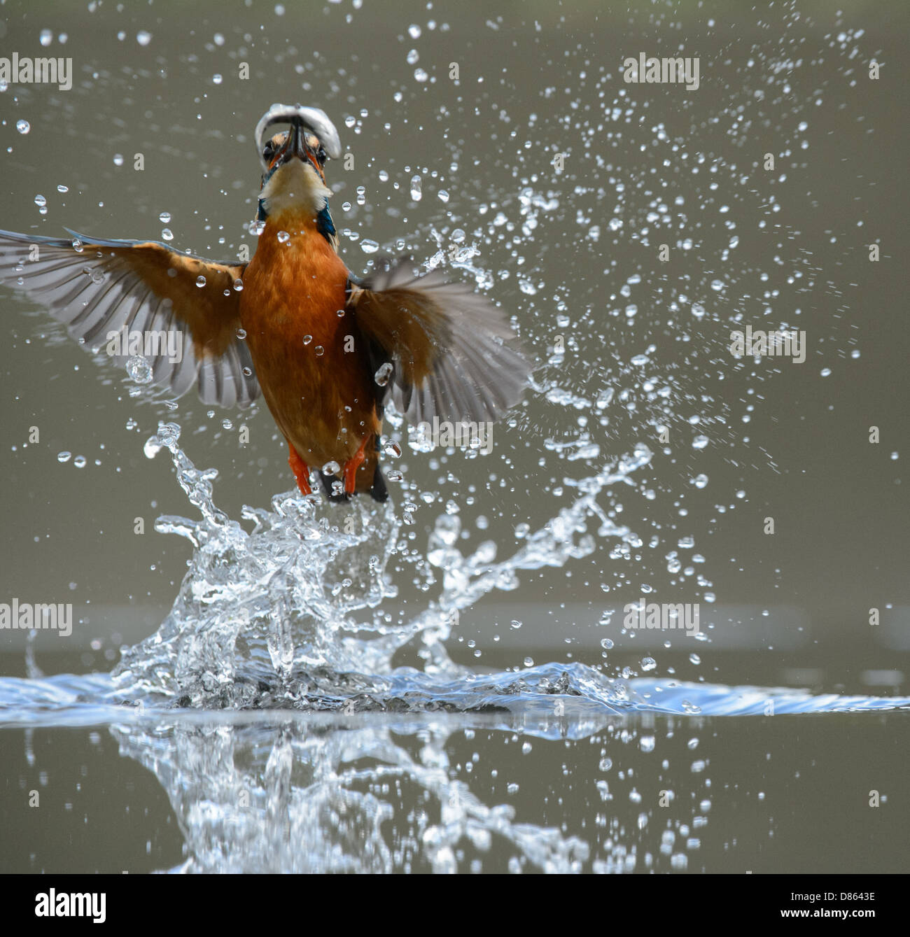Kingfisher and water droplets hires stock photography and images Alamy