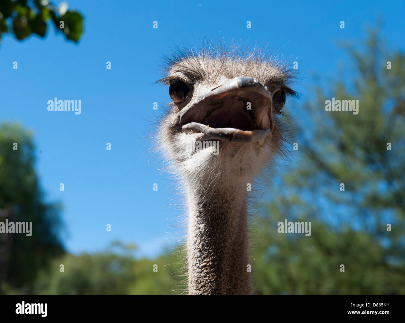 An ostrich in Oudtshoorn, Klein Karoo, Western Cape, South Africa Stock Photo