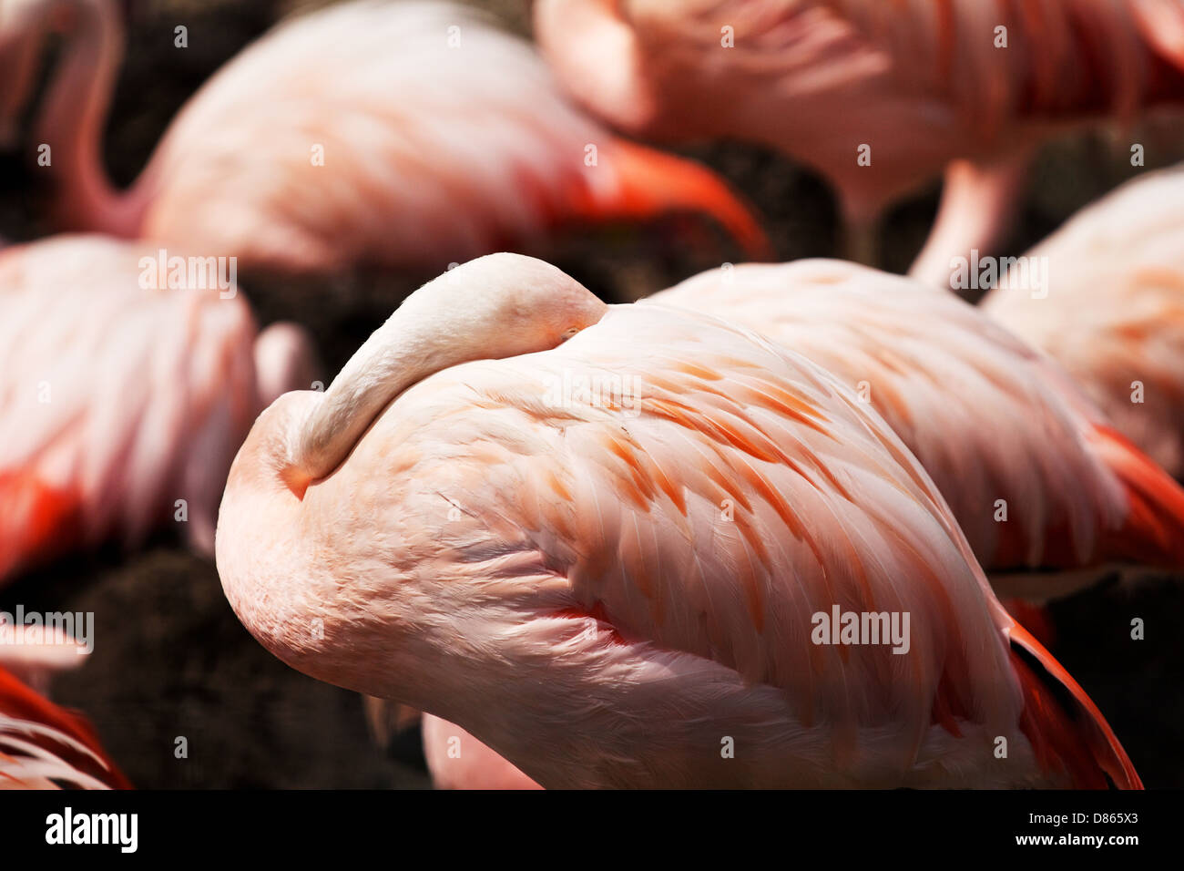 Flamingo sleeping hi-res stock photography and images - Alamy