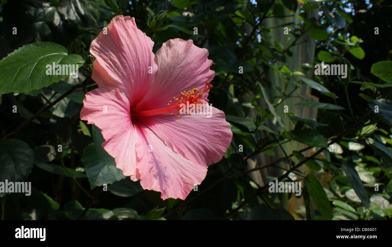 Pink hibiscus flower surrounded by leaves in the Rainforest Biome at