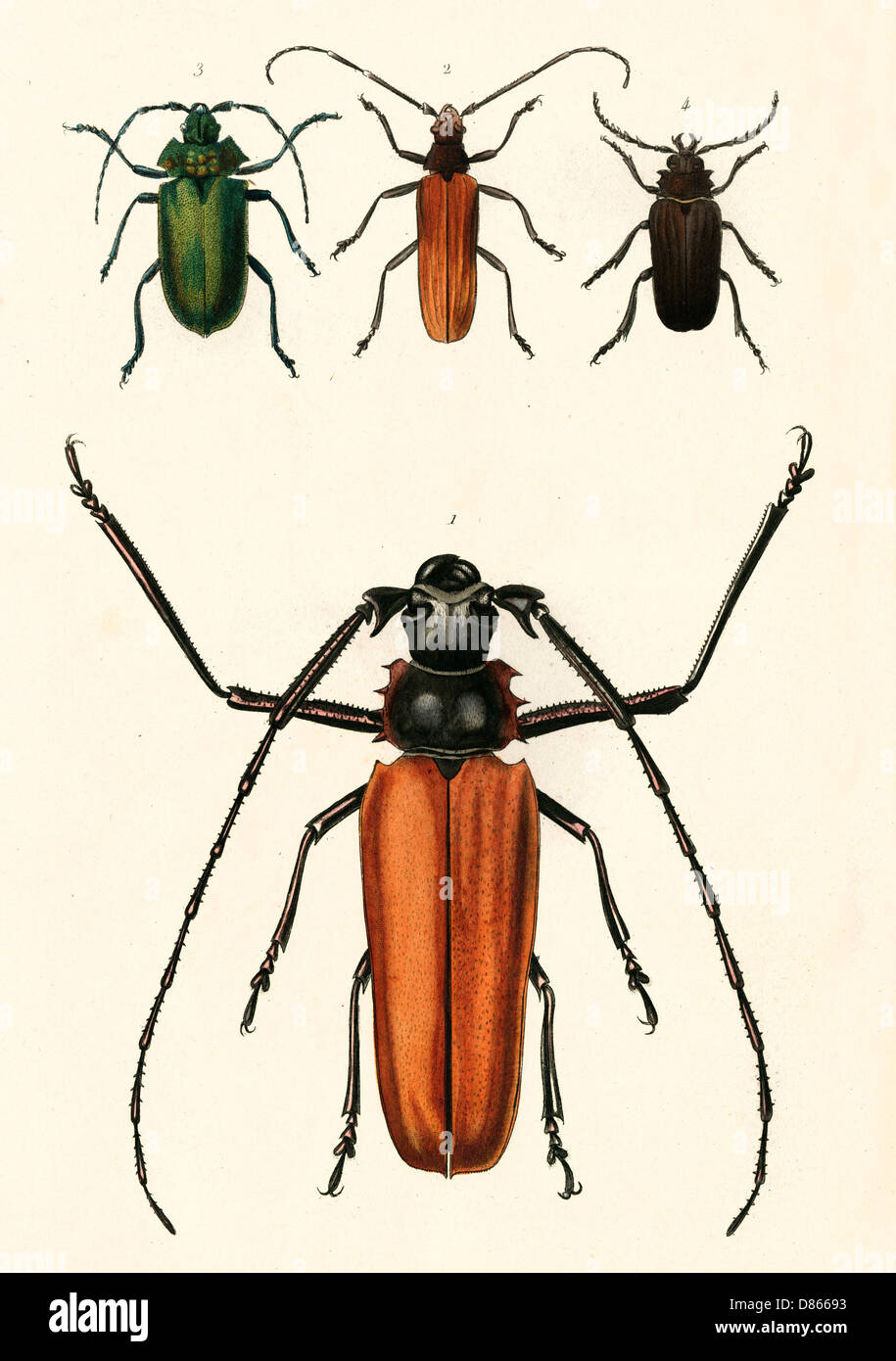 Prioninae  Or Long Horned Beetles Stock Photo