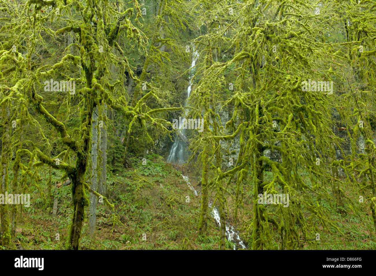 Moss covered Big Leaf Maple trees and seasonal waterfal. Silver Falls State Park, Oregon Stock Photo