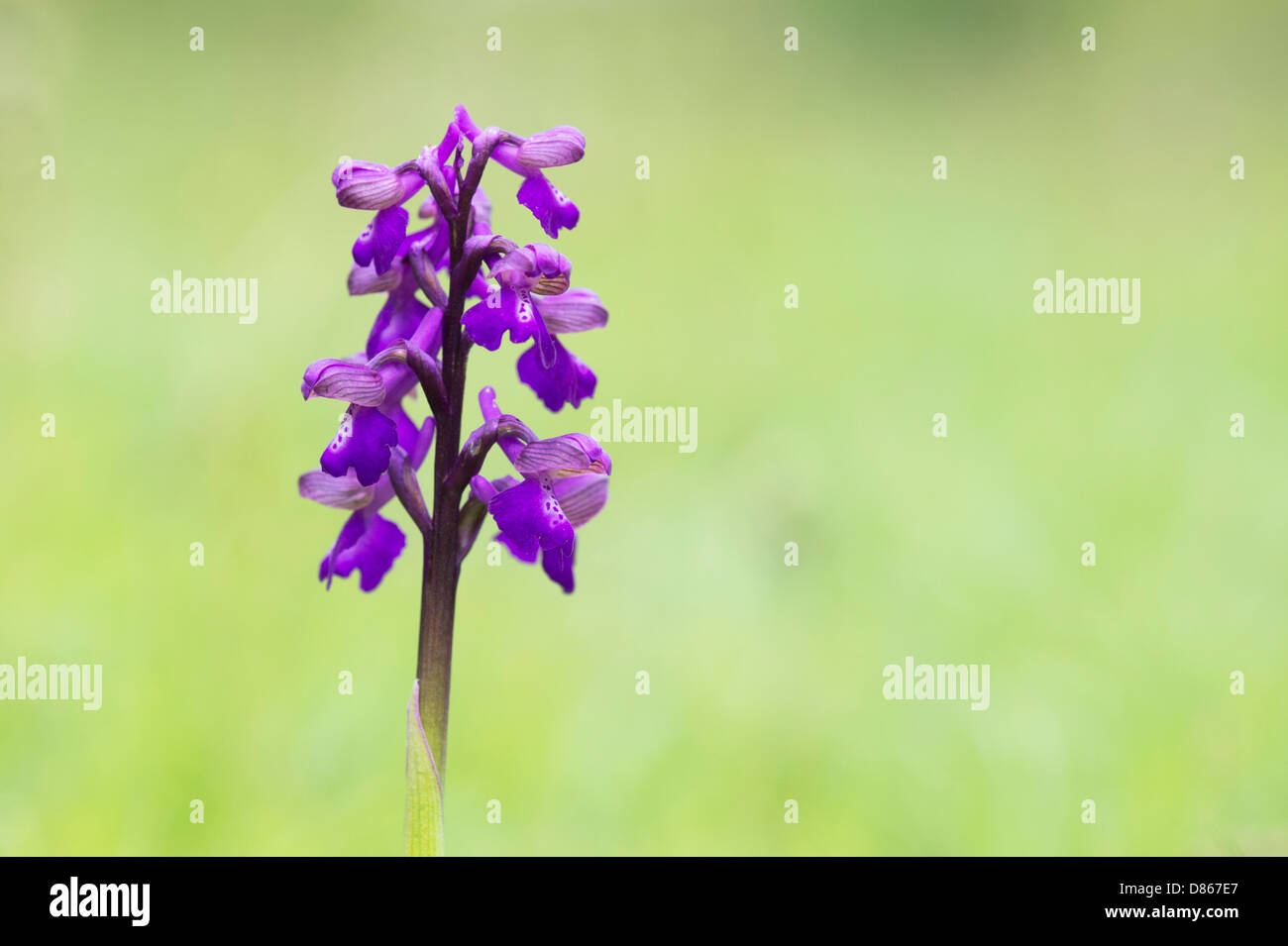 Orchis morio / Anacamptis morio. Green winged Orchid in a meadow in the English countryside Stock Photo