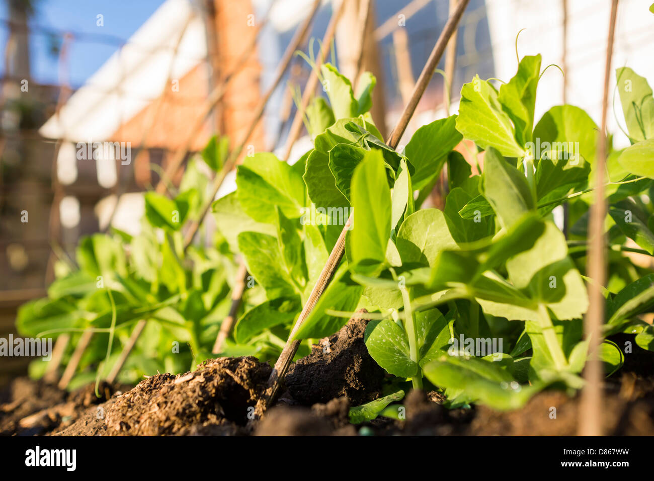 Growing your own food,  seedlings. Stock Photo