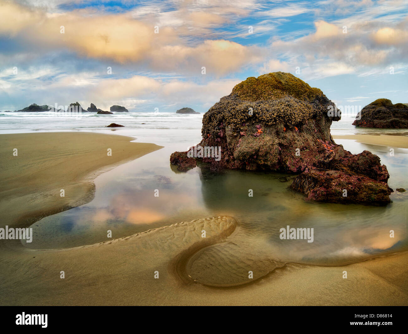 Low tide pool with starfish and sunset. Bandon, Oregon. Stock Photo