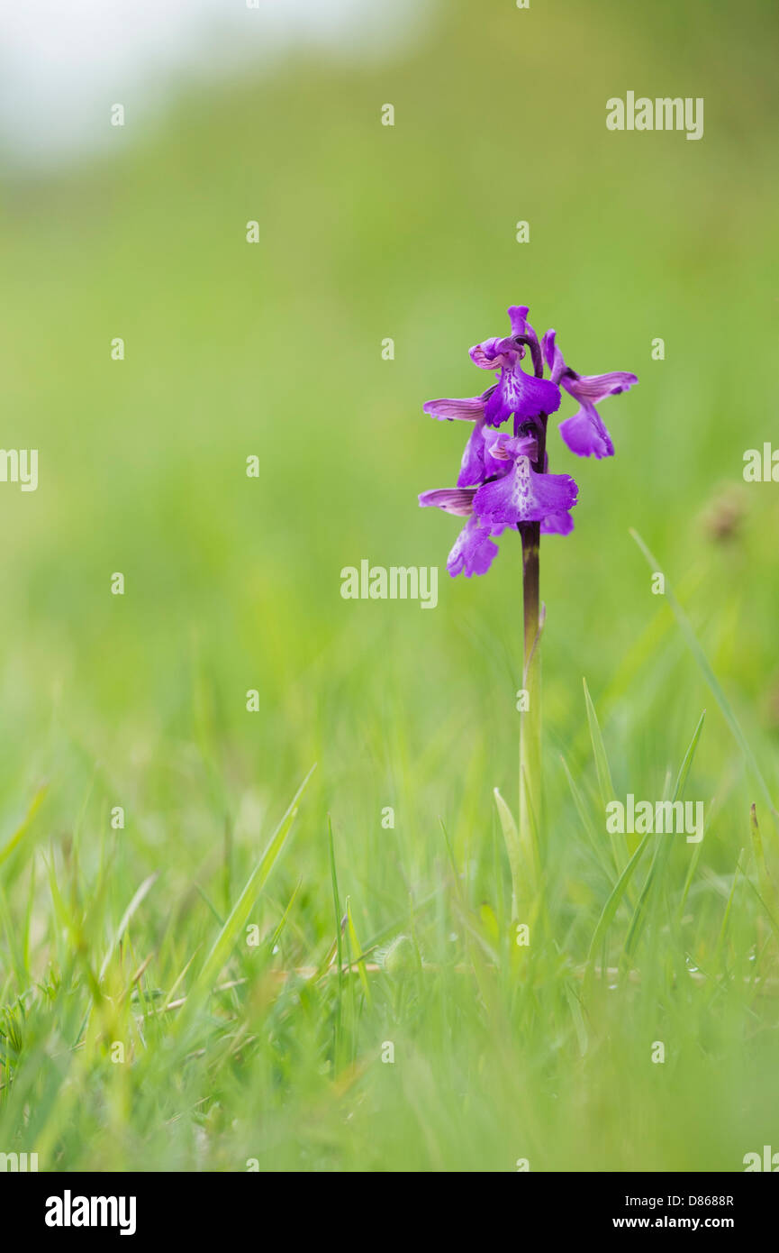 Orchis morio / Anacamptis morio. Green winged Orchid in a meadow in the English countryside Stock Photo