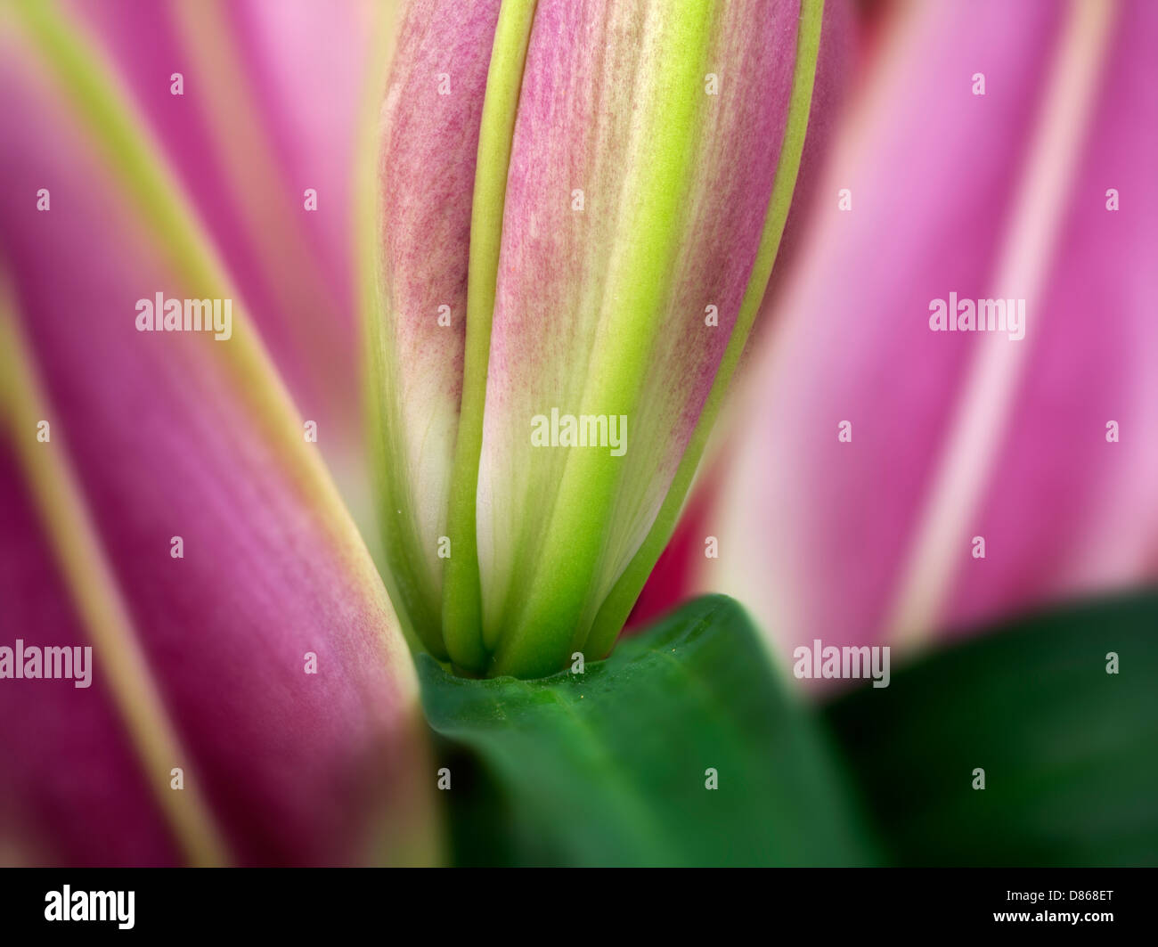 Close up of Oriental Lily buds. Stock Photo