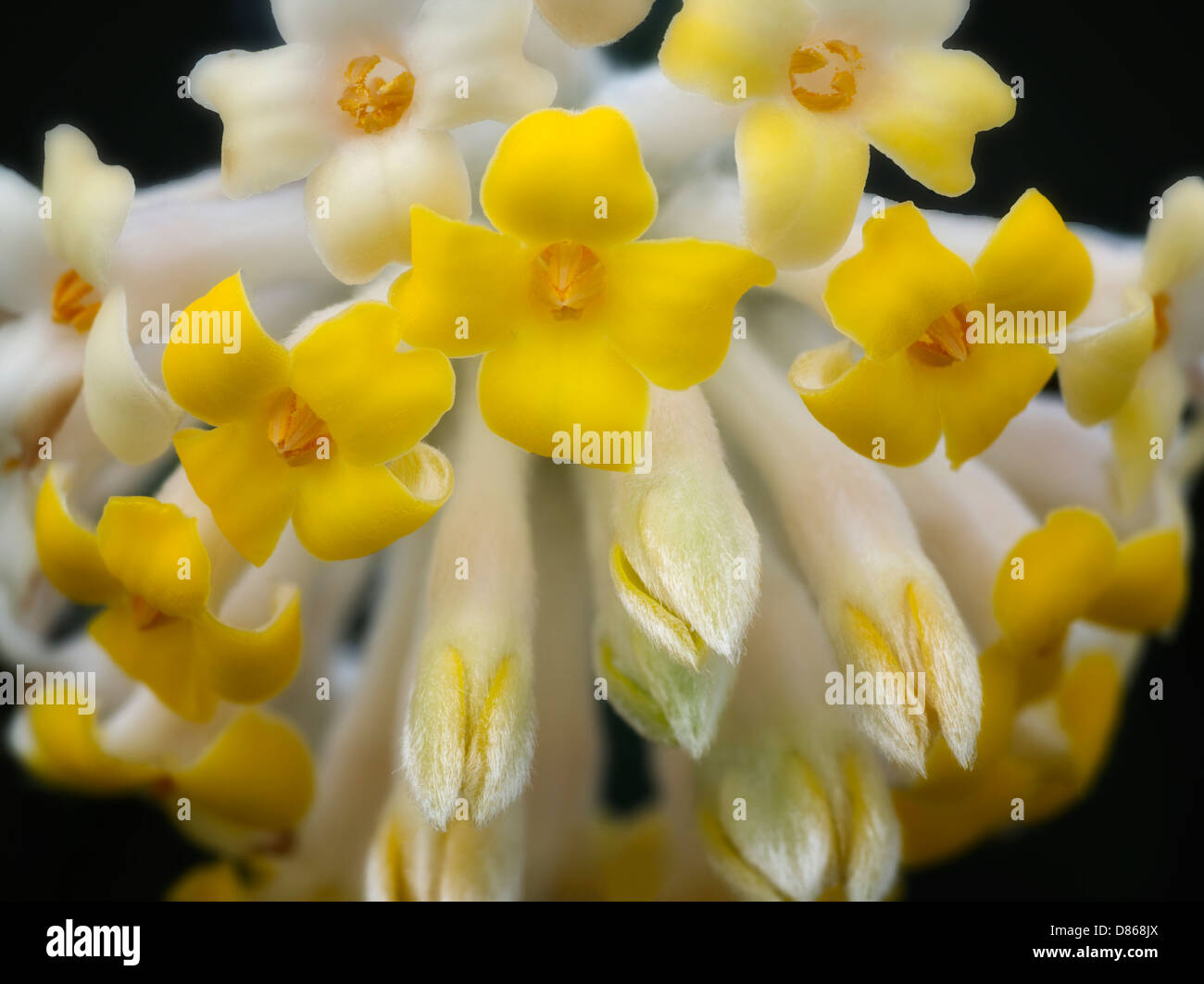 Close up of Edworthia Daphnie flowers Stock Photo