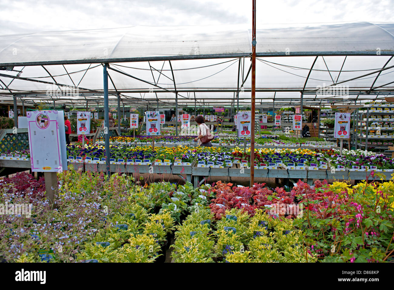 Plants for sale at a garden centre Stock Photo Alamy