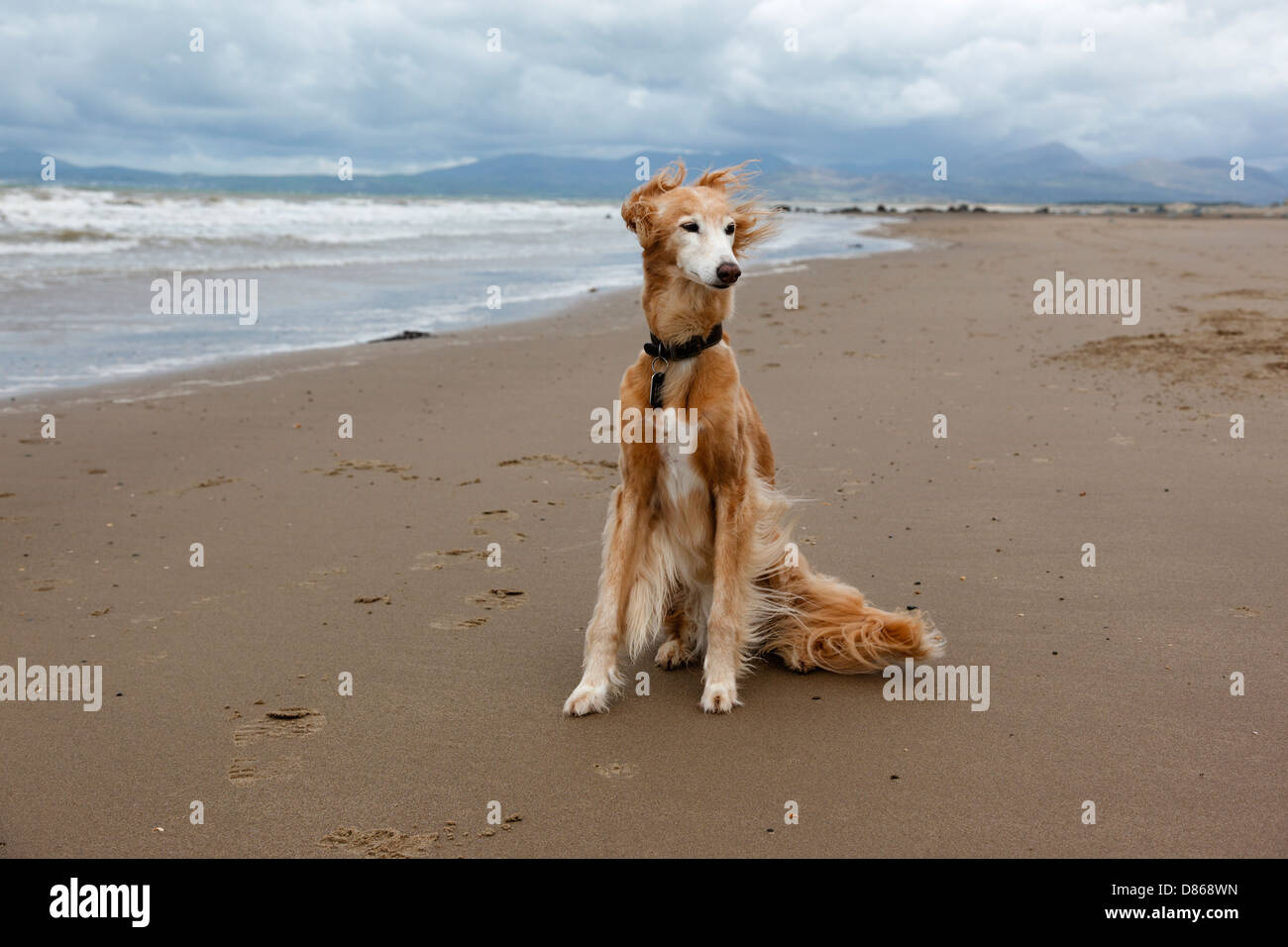 Whippet Cross Stock Photos Whippet Cross Stock Images Alamy