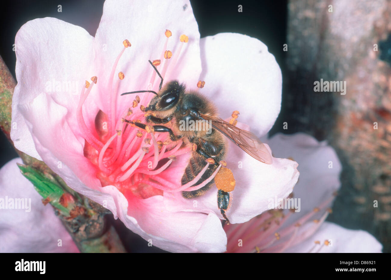 Honey Bee, Apis mellifera. Worker collecting nectar on peach tree flower Stock Photo