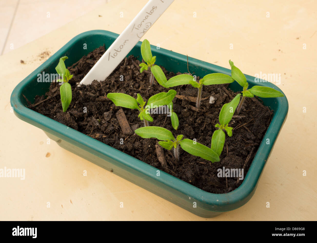 Growing your own food, F1 Totem Tomato seedlings. Stock Photo