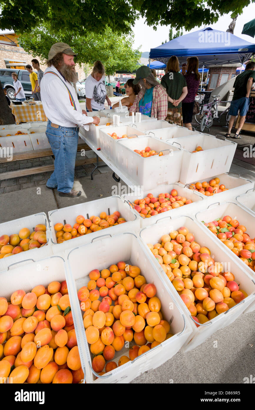 Man selling organic apricots at farmers market in La Grande Oregon Stock Photo