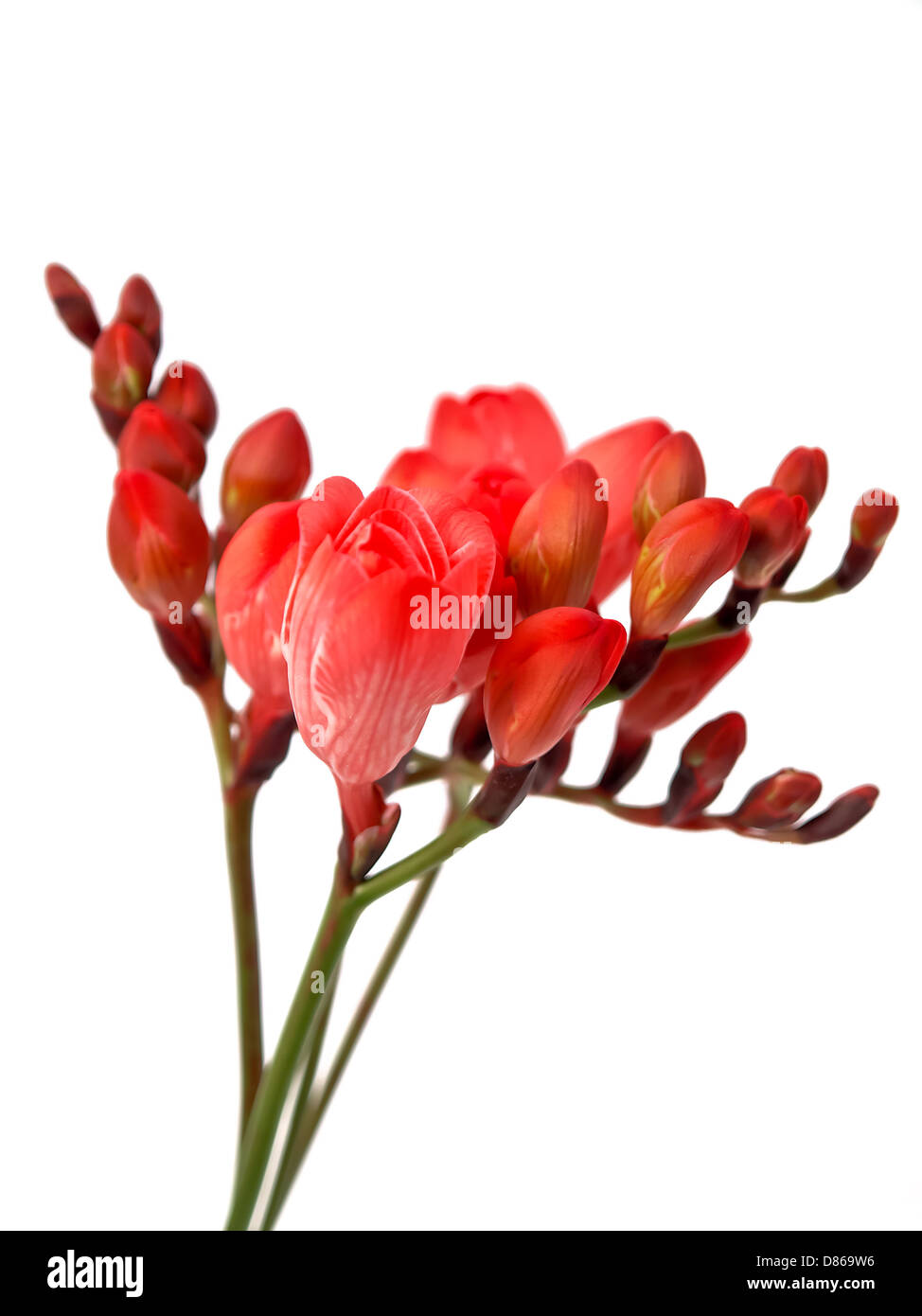 Freesia flowers Stock Photo Alamy