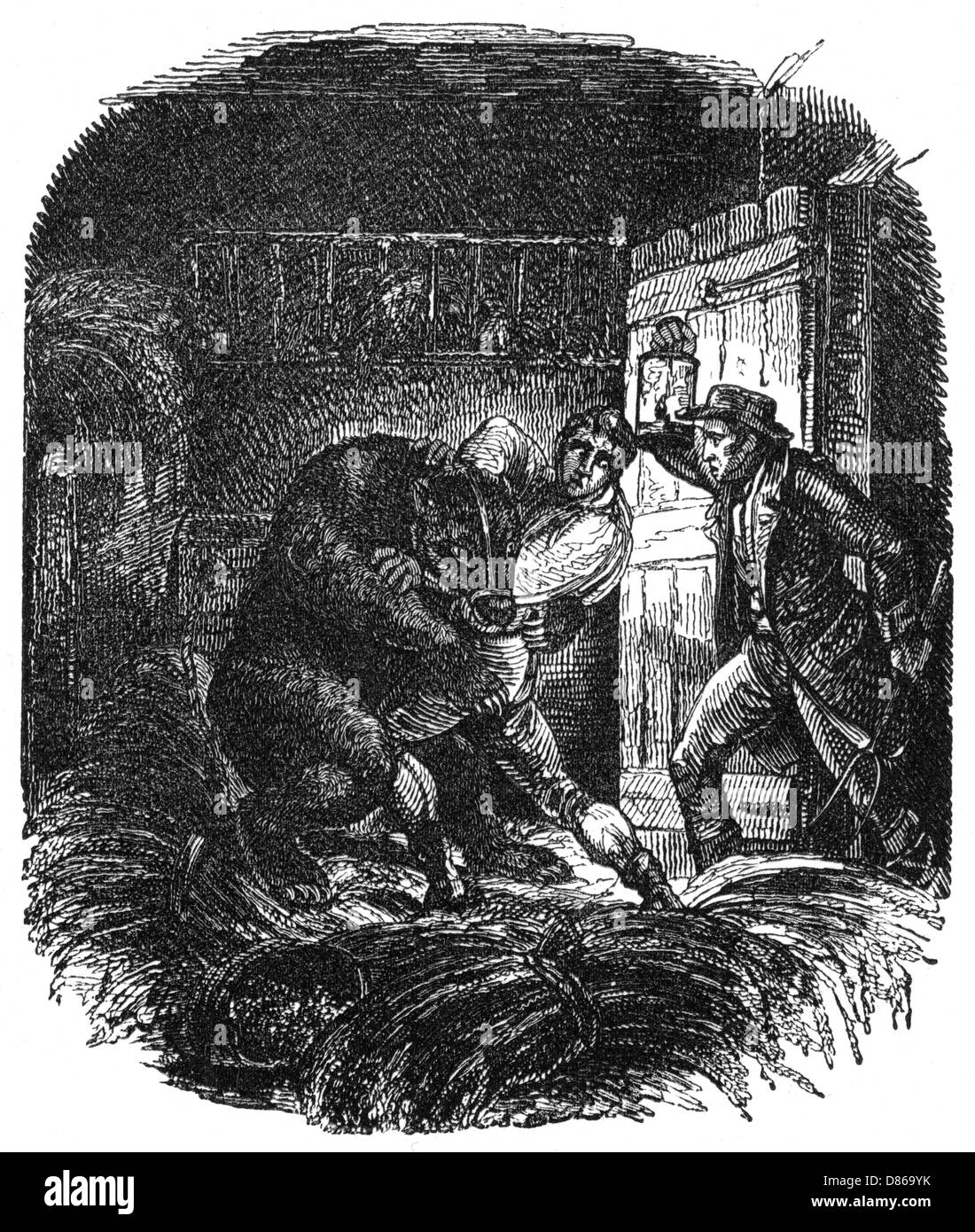 James Whitney seized by a bear while cattle stealing Stock Photo