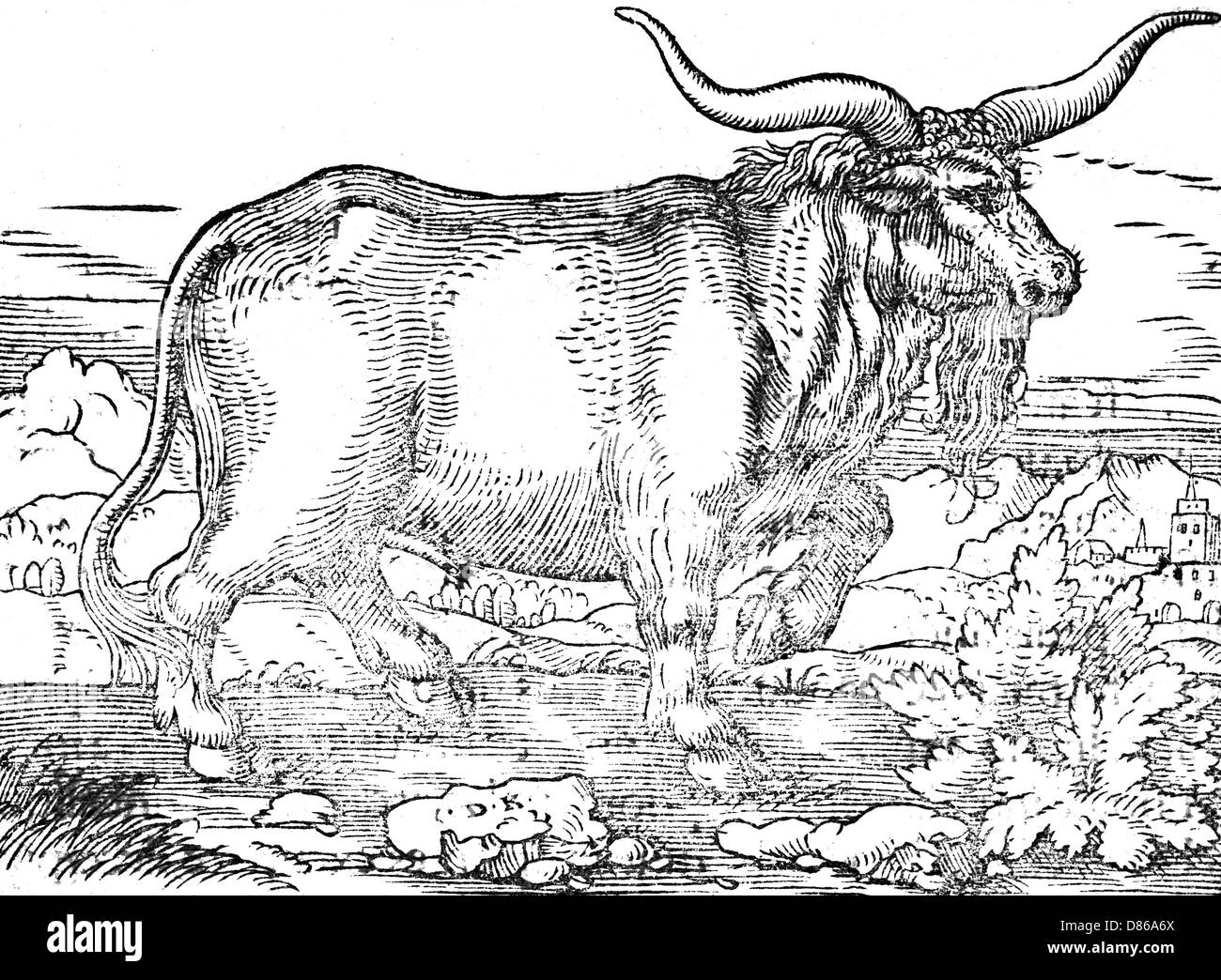 A prussian wild bull. Stock Photo