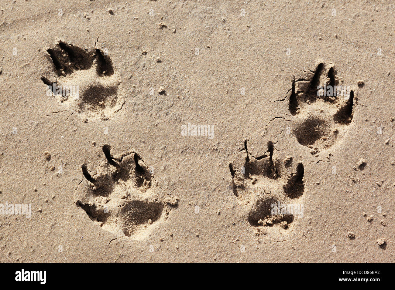Four large dog paw prints in the sand on a sunny beach at Barmouth in ...
