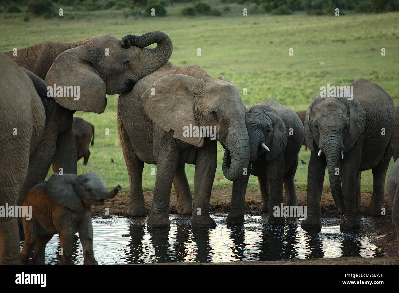 Family of African elephants at a watering hole in South Africa Stock Photo