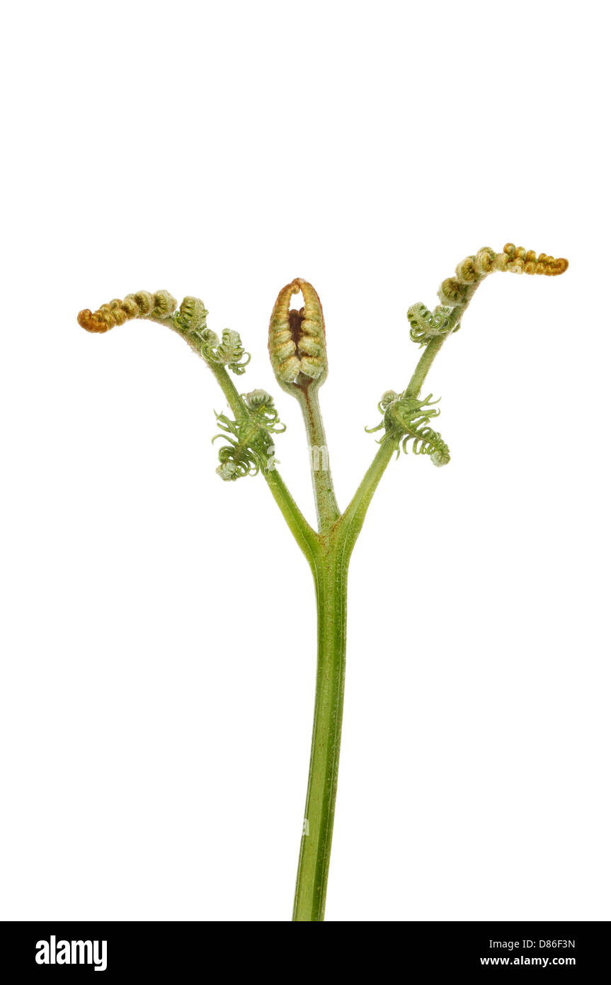 Emerging bracken frond isolated against white Stock Photo