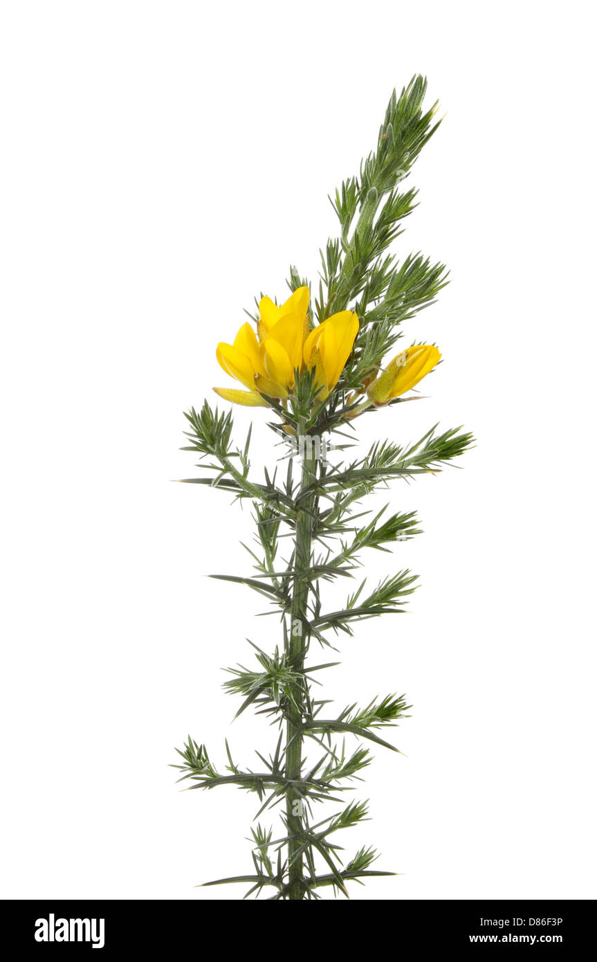 Flowering gorse isolated against white Stock Photo