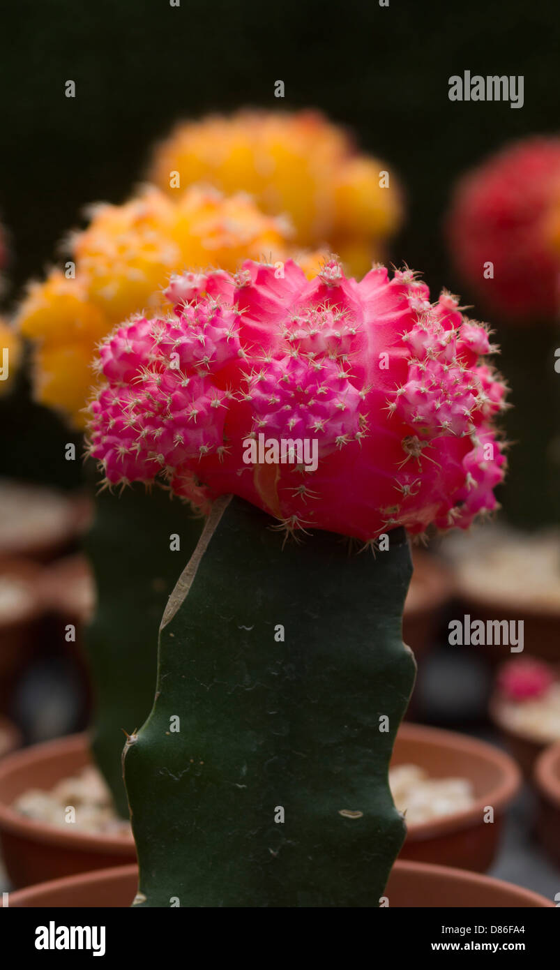 cactus flower closeup Stock Photo Alamy