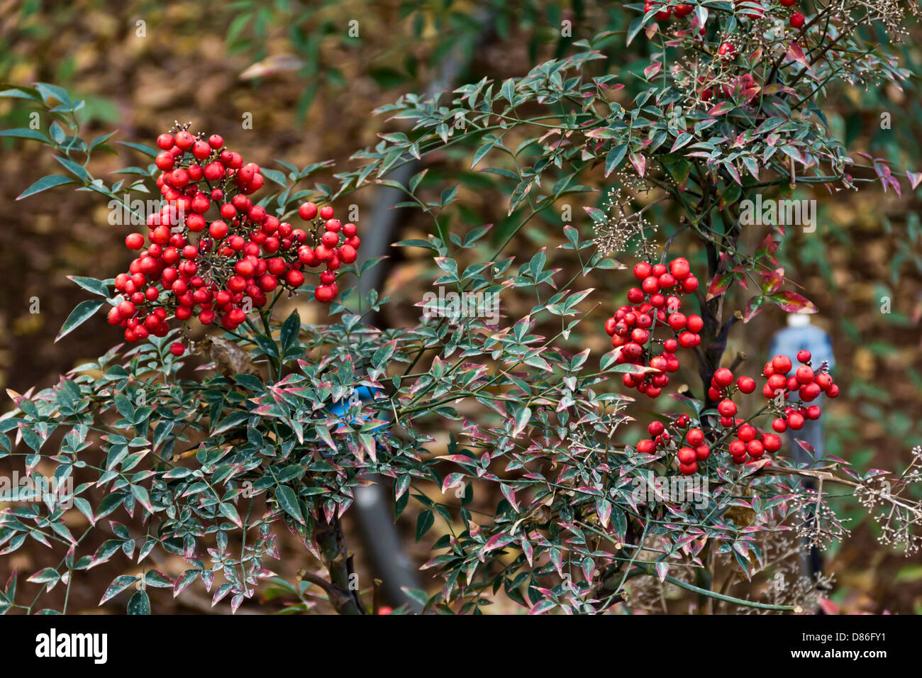 Cotoneaster shrub with red berries Stock Photo