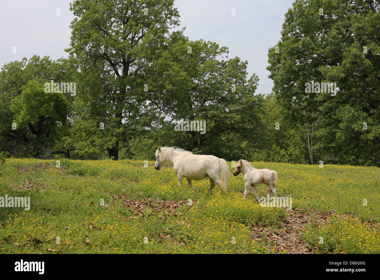 A mother and baby miniature horse walking in a field. Stock Photo