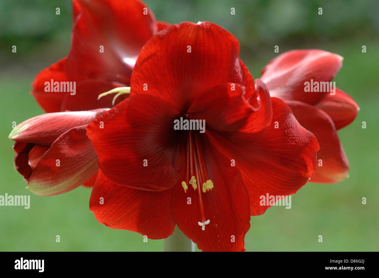 ser godt ud brud bibliotekar Amaryllis Hippeastrum 'Royal Red' Stock Photo - Alamy