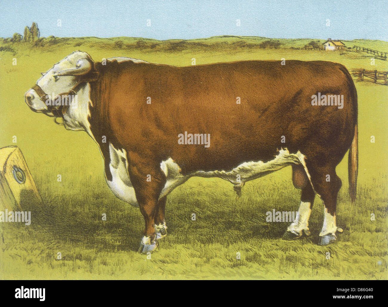 Cattle Hereford Bull Stock Photo - Alamy